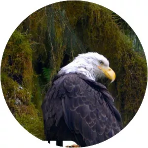 Wild Alaska Live - TV program