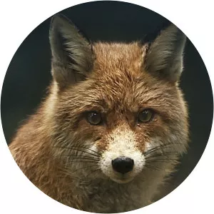 Wild and Wonderful DenmarkSince 2021