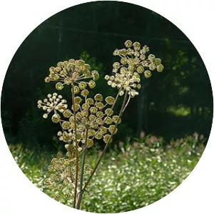 Angelica sylvestris