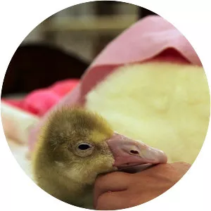 Wild Animal A&E - TV program