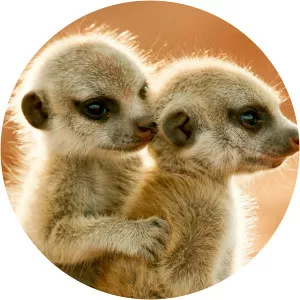 Wild Animal BabiesSince 2020