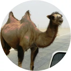 Wild Bactrian camel