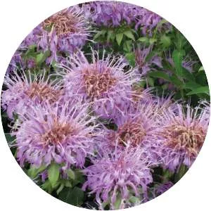 Wild bergamot