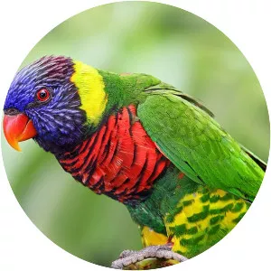 Wild Birds of Australia - TV program