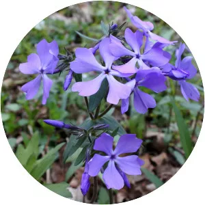 Wild blue phlox - Plants