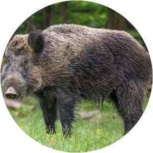 Wild boar