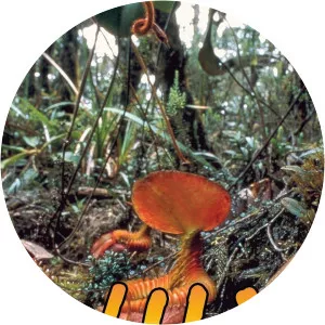 Wild BorneoSince 2015