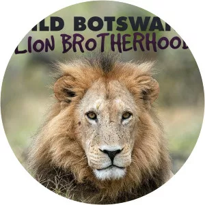 Wild Botswana: Lion BrotherhoodSince 2014 - TV program