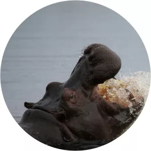 Wild Botswana photograph