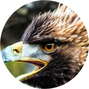 Wild Britain - TV program