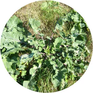 Wild cabbage