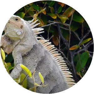 Wild Caribbean - TV series