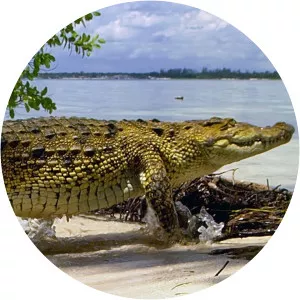 Wild Caribbean: Rhythms of LifeSince 2017