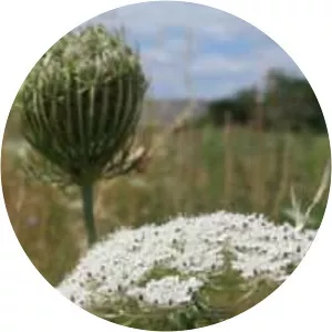Wild carrot - Plants
