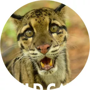 Wild Cats of IndiaSince 2019