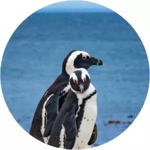 Wild Coasts - TV program