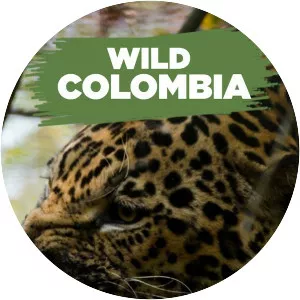 Wild Colombia - TV program