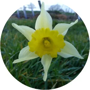 Wild daffodil - Plants