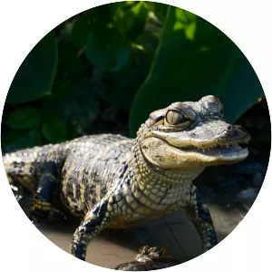 Wild Florida - TV program