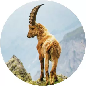 Wild France With Ray Mears - 2016 ‧ Documentary ‧ 1 season