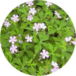 Wild geranium