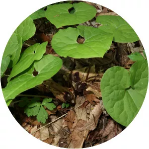 Wild ginger - 