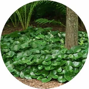 Wild gingers - Plants