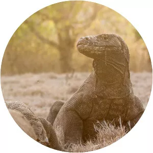 Wild Indonesia - TV program