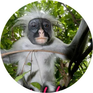 Wild Islands: Zanzibar and CaribbeanSince 2016 - TV program