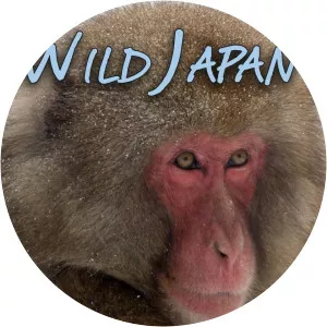 Wild Japan: Snow Monkeys - TV program