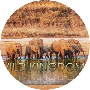 Wild KingdomsSince 2020