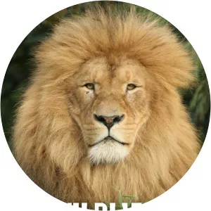 Wild Life At The Zoo - TV program