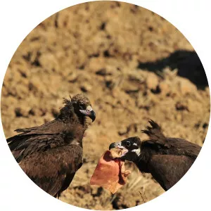 Destination Wild : MongolieSince 2019