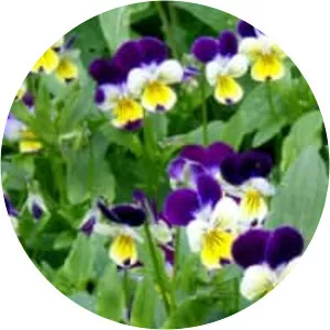Wild pansy