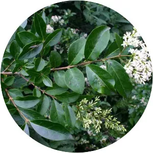 Wild privet - Plants