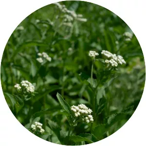 Wild quinine