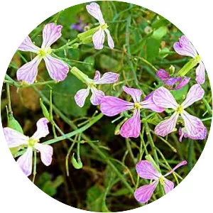 Wild radish