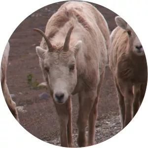 Wild RockiesSince 2016