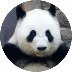 Wild Stories at the San Diego Zoo - TV program