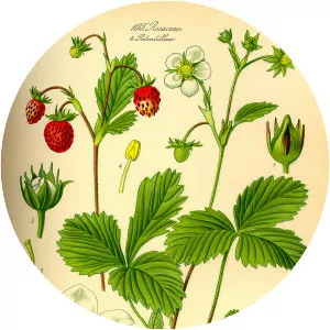 Wild strawberry