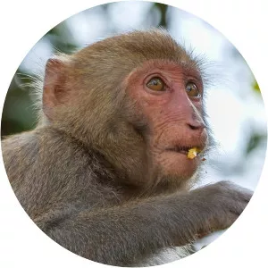 Wild Taiwan: Jungle IslandSince 2019