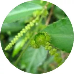 Wild tea - Plants