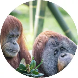 Wild Times at the San Diego Zoo - Animated series