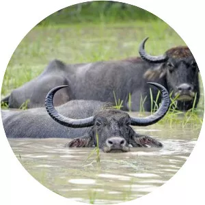 Wild water buffalo