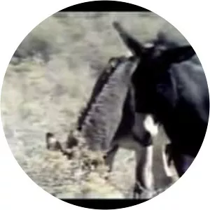 Wild, Wild World of Animals