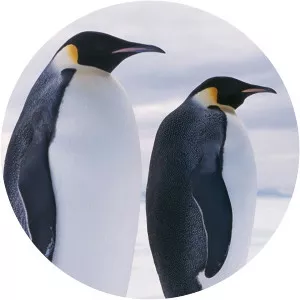 Wild Winter photograph