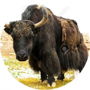 Wild yak