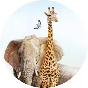 WildEarth - Sunset Safari - TV program