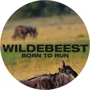 Wildebeest: Born to RunSince 2017