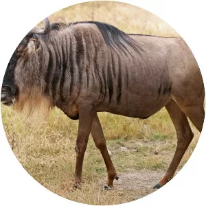 Wildebeest